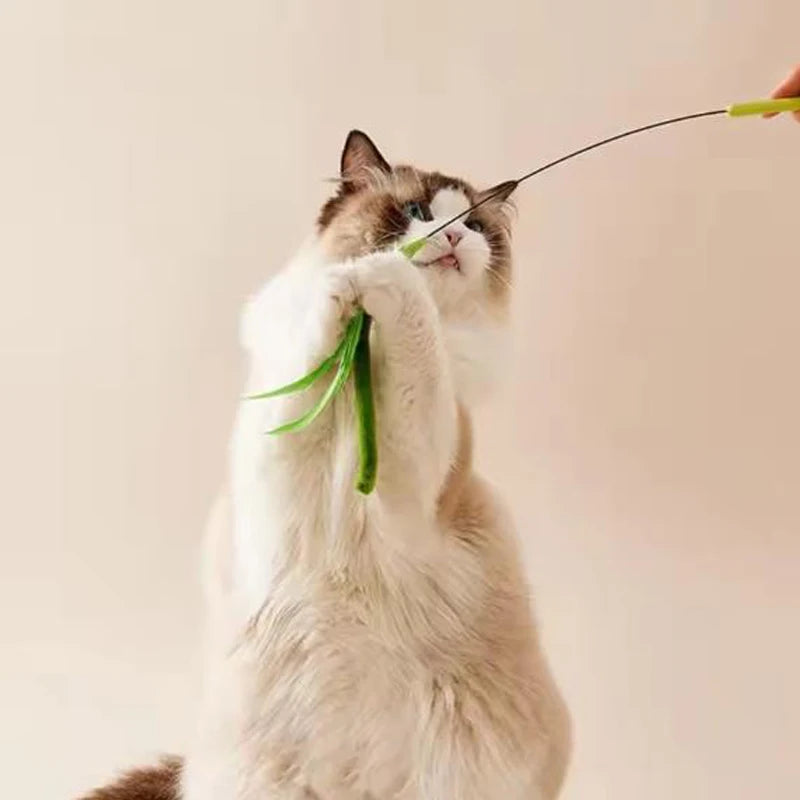 Cannes interactives pour chats