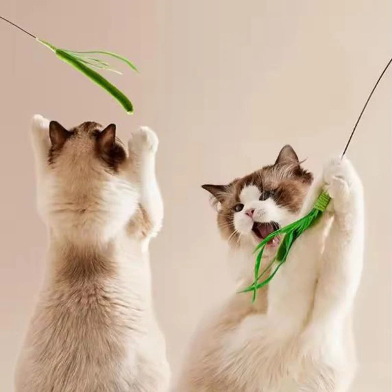 Cannes interactives pour chats